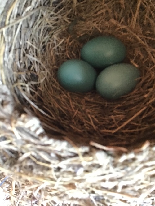 three teal eggs in a birds nest