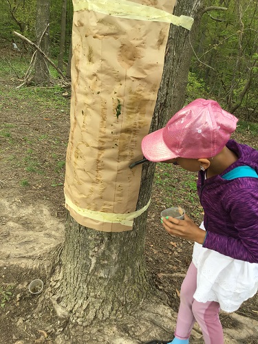 School Age child holding a cup and using a paint brush top paint green colour on a brown paper that is attached to the tree