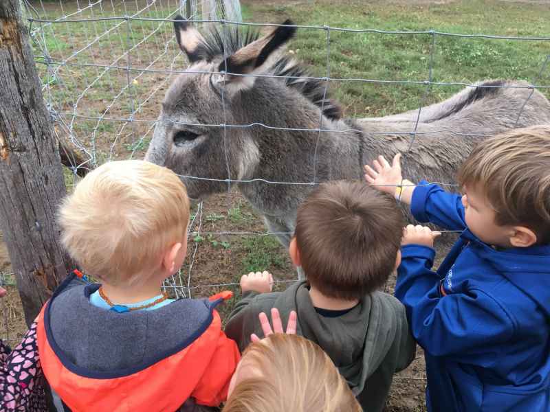 children petting a donkey