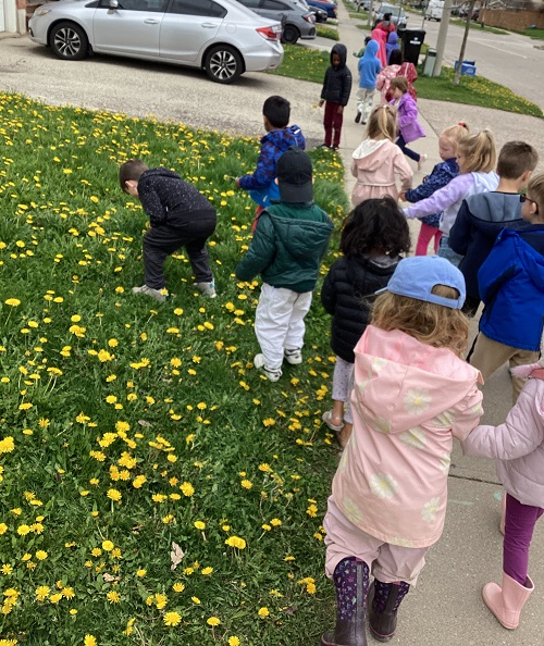 group of children out for a community walk. 3 picking up dandelions