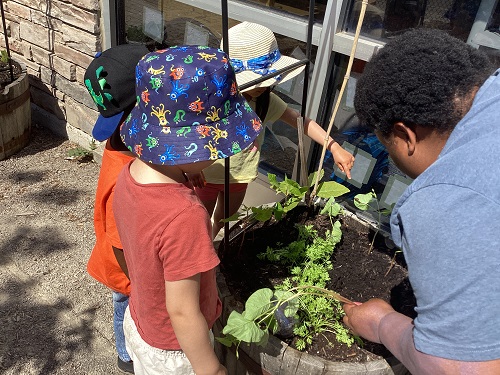 children watching and helping an educator work in the garden bed