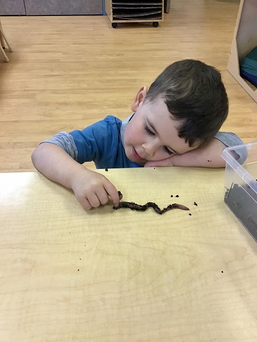 Child observing worm intently.
