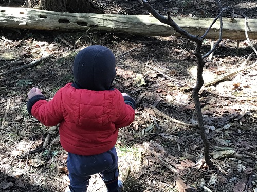 Child observing fallen tree. 