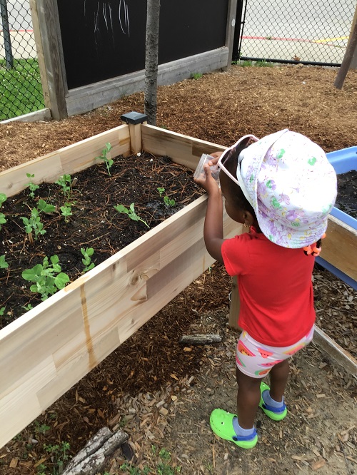 Child watering the garden.