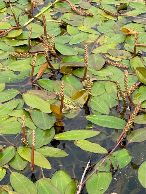 A grouping of lily pads in the pond.