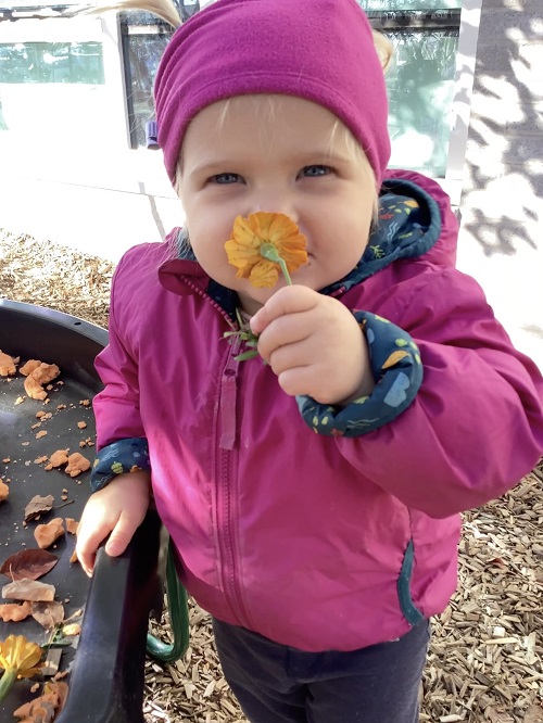 A toddler smelling a marigold 
