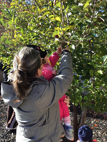 A child apple picking with an educator