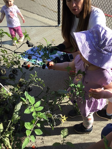 A child and educator picking cherry tomatoes together